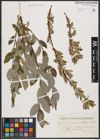 Foto von Salix aurita L. x Salix repens L.